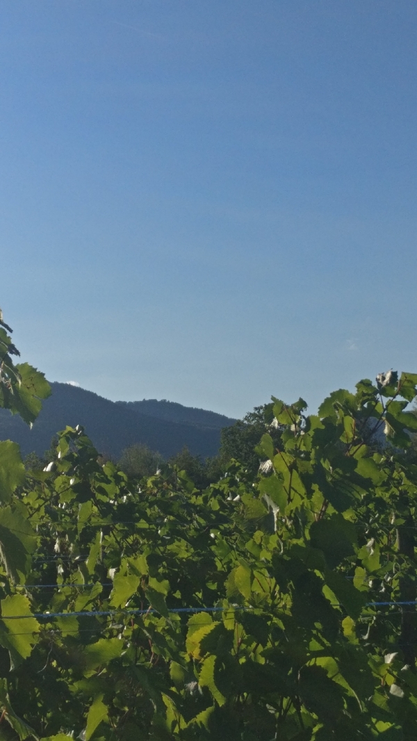 Vendanges-Crémant-Gloeckler-Brenner-vigneron-alsace-2019-rang-paysage