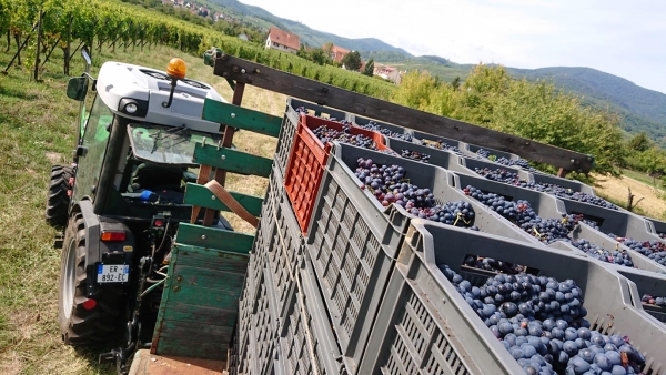 Vendanges-Crémant-Gloeckler-Brenner-vigneron-alsace-2019-caissettes-qualité-chargement-manuelles