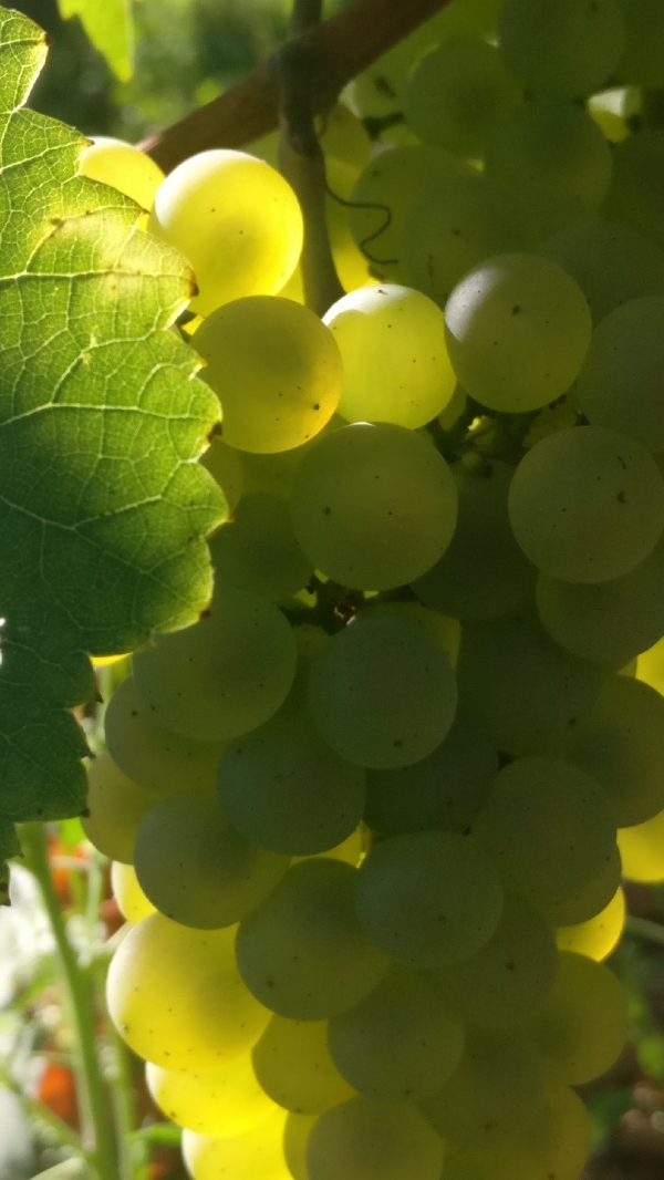 Vendanges-Crémant-Gloeckler-Brenner-vigneron-alsace-2019-zoom-grappe-blanc-baies